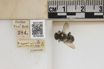 Media type: image;   Entomology 785982 Aspect: Labels